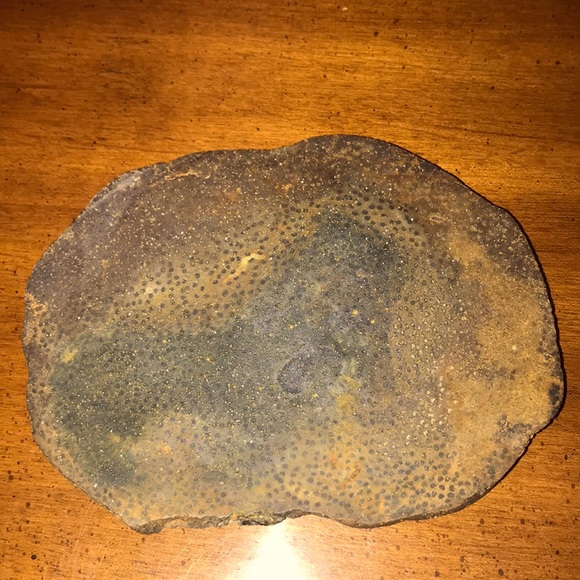 Petrified palm wood - Picture 1 of 9